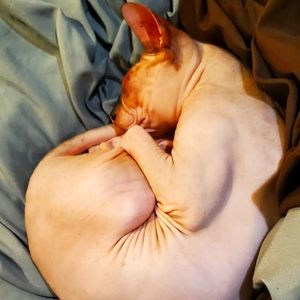 Meet your Posher, Rosie